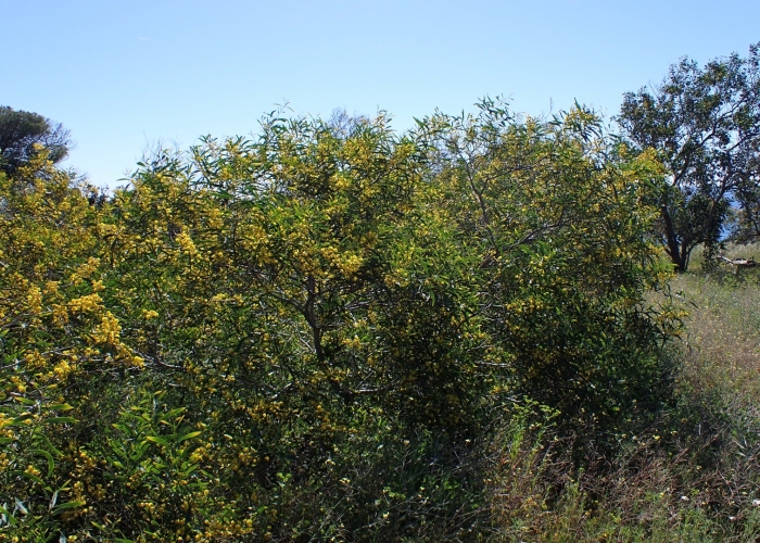 Acacia pycnantha golden wattle