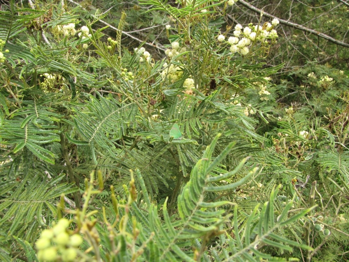 Acacia mearnsii