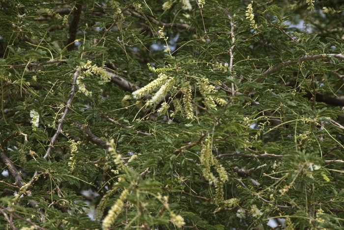 Acacia catechu