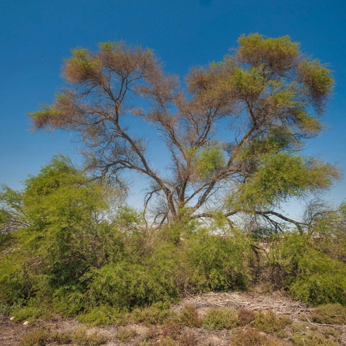 Kgalagadi transfrontier park
