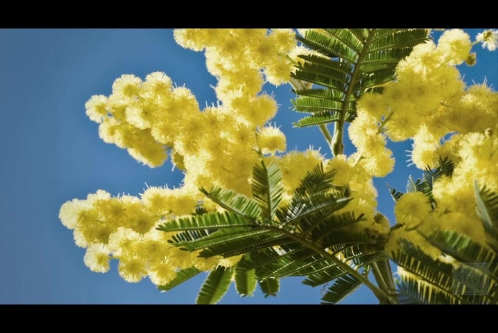 Акация серебристая мимоза