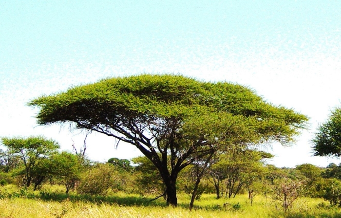 Акация в африке