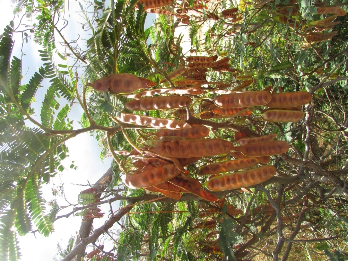 Акация альбиция ленкоранская стручки