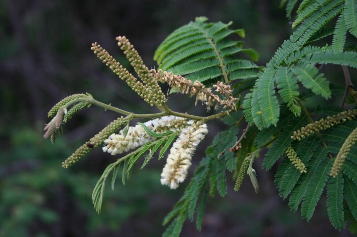 Acacia ataxacantha