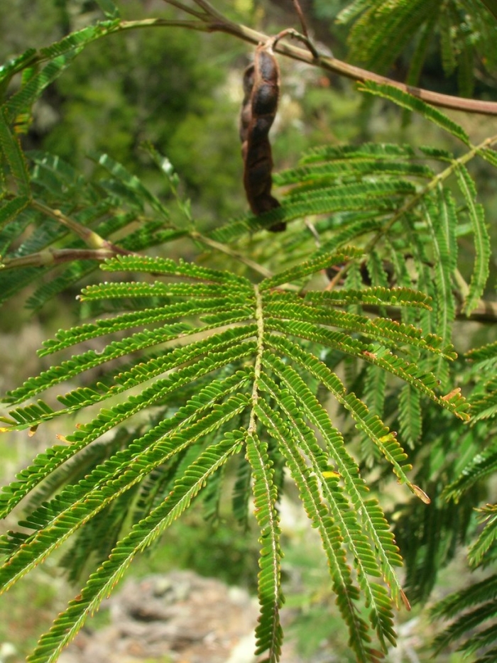 Acacia acuminata