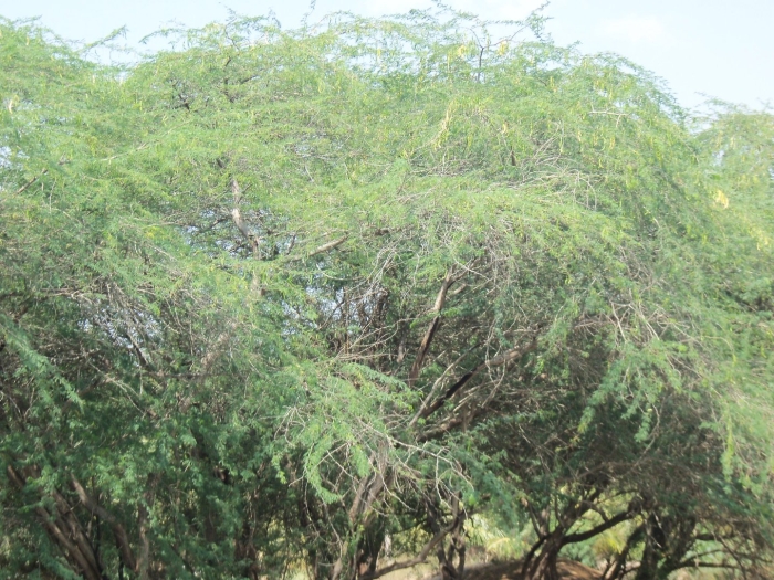 Prosopis juliflora