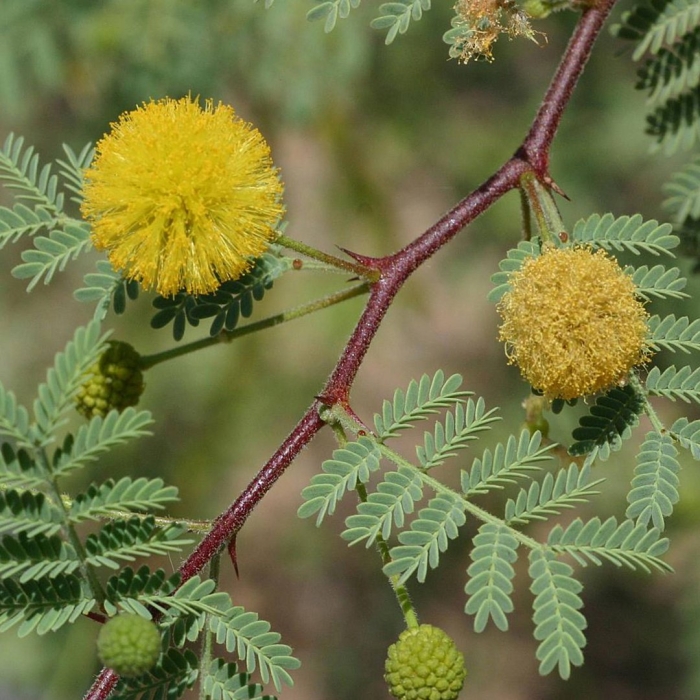 Acacia nilotica