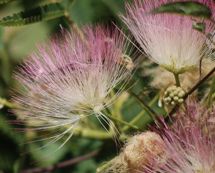 Альбиция ленкоранская акация