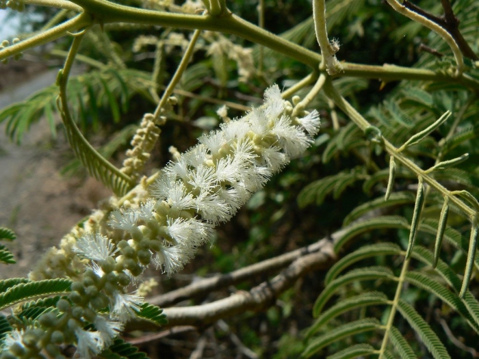 Мимоза хостилис