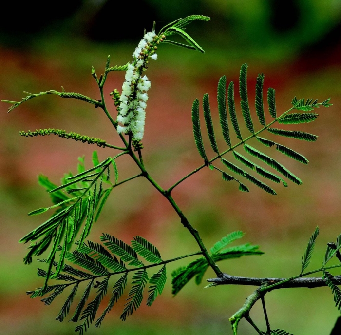 Acacia chundra