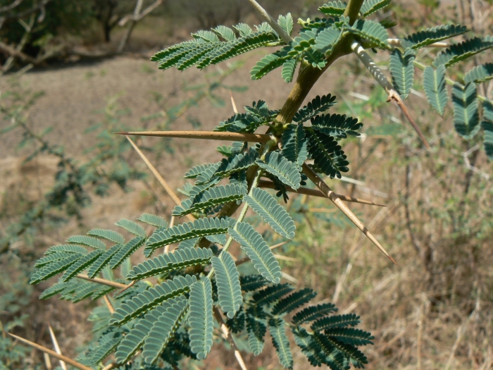 Акация аравийская (acacia arabica