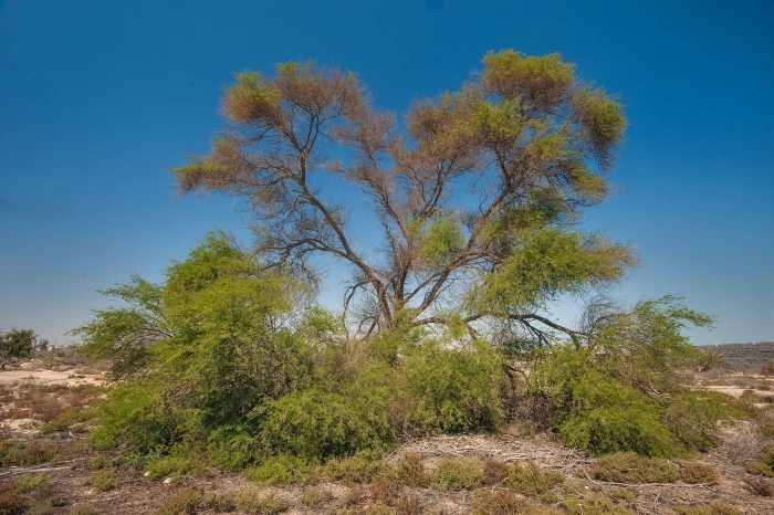 Песчаная акация