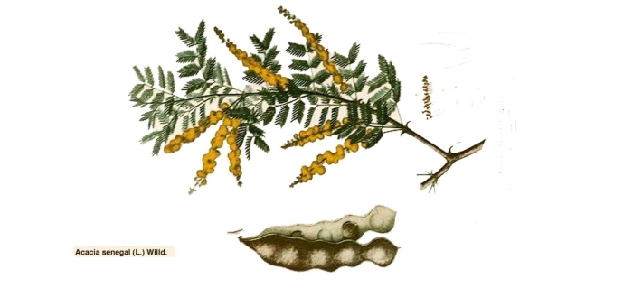 Акация плод