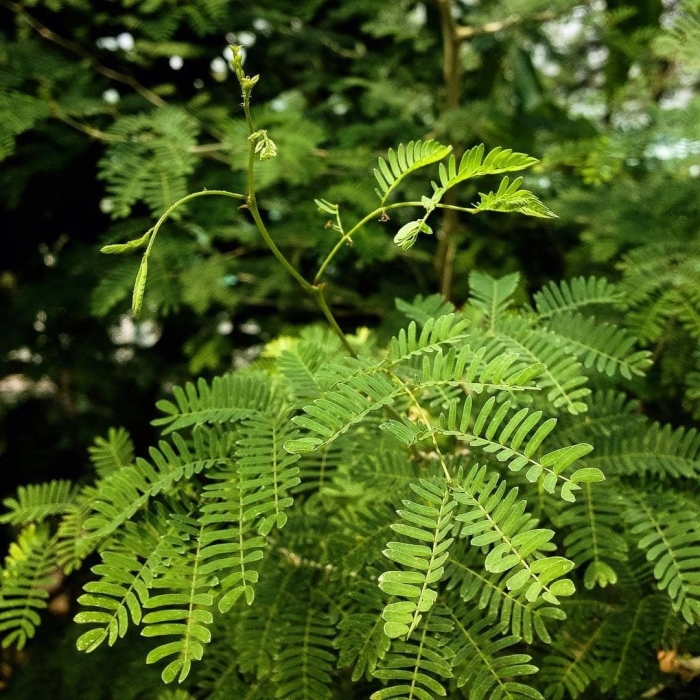 Акации катеху