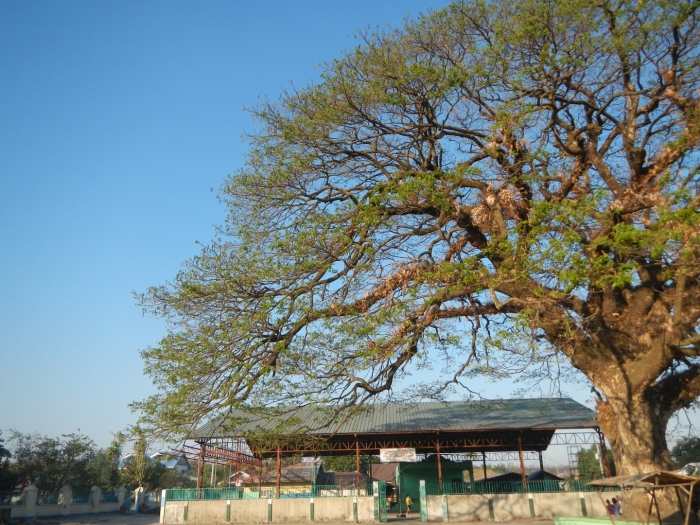 Acacia tree