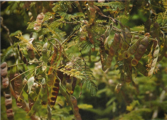 Плод акации