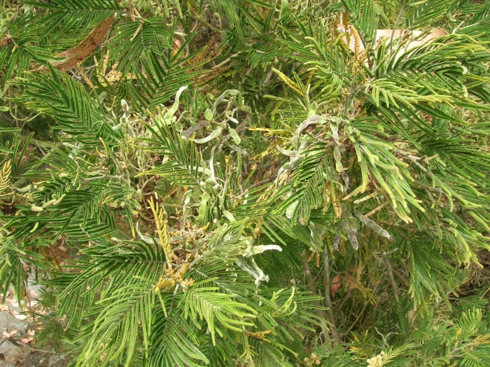 Acacia mearnsii