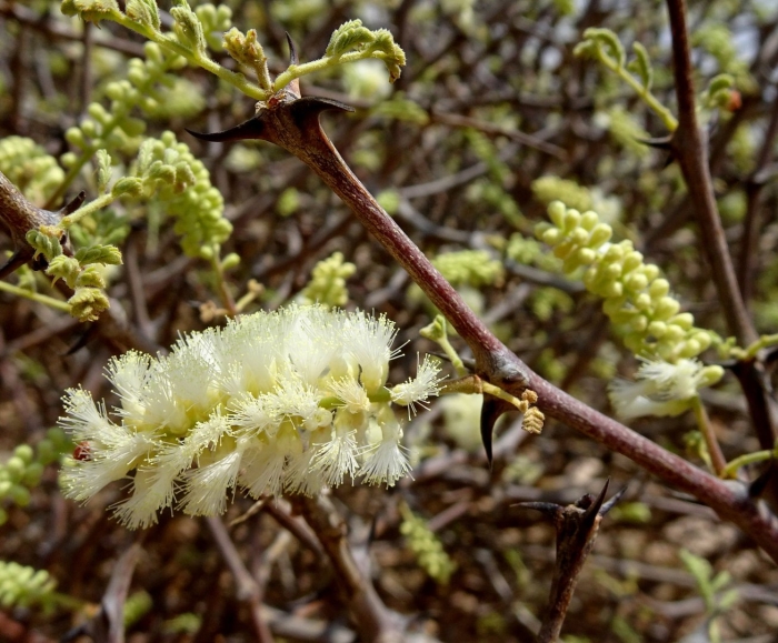 Акация цветок