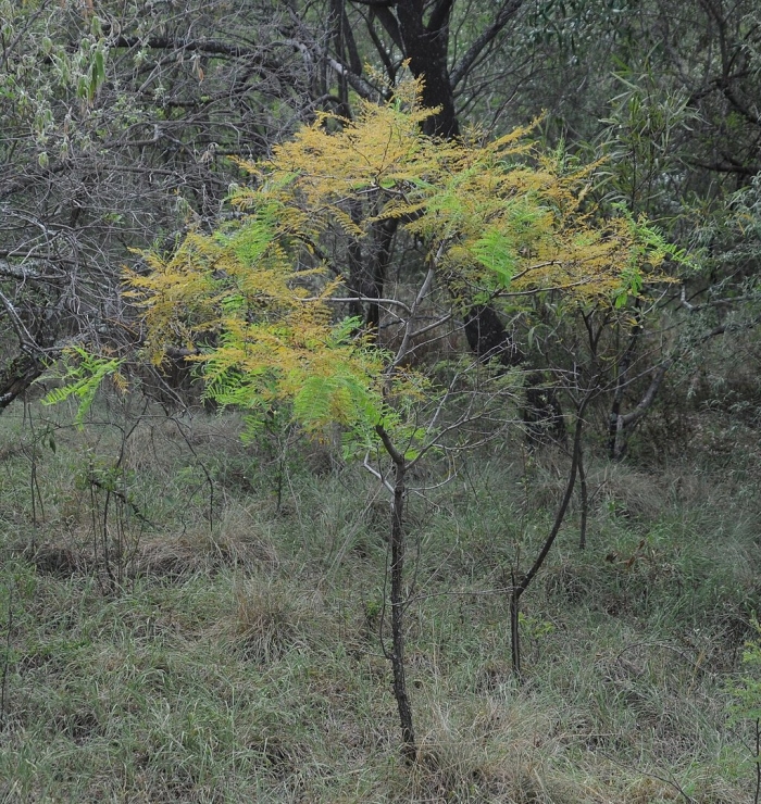 Acacia caffra
