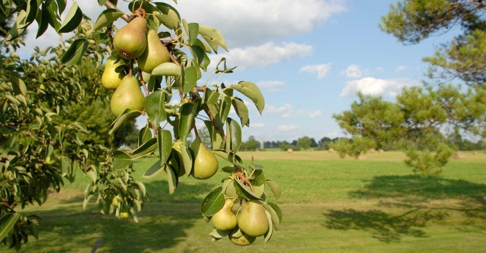 Дерево груша