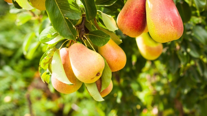 Груша дюшес вильямс