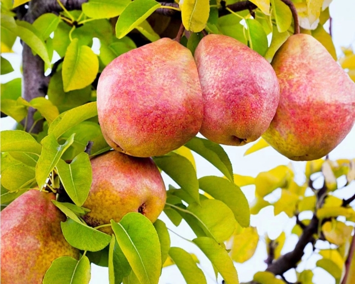 Груша чусовая