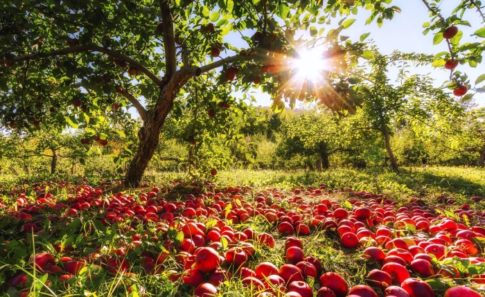 Сад яблок