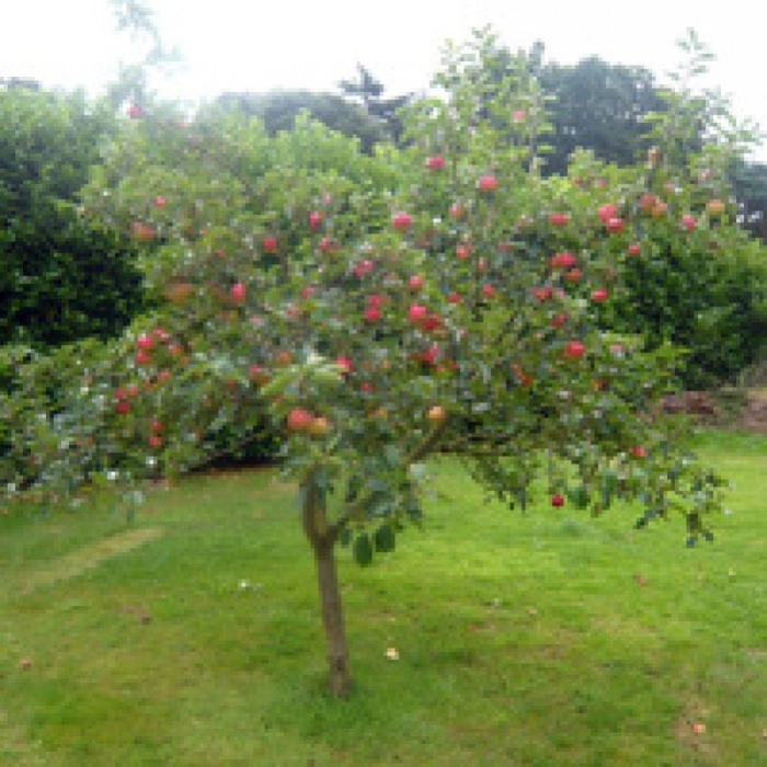 Яблоня медуница