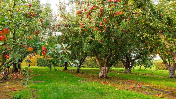 An apple orchard