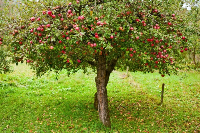 Apple tree