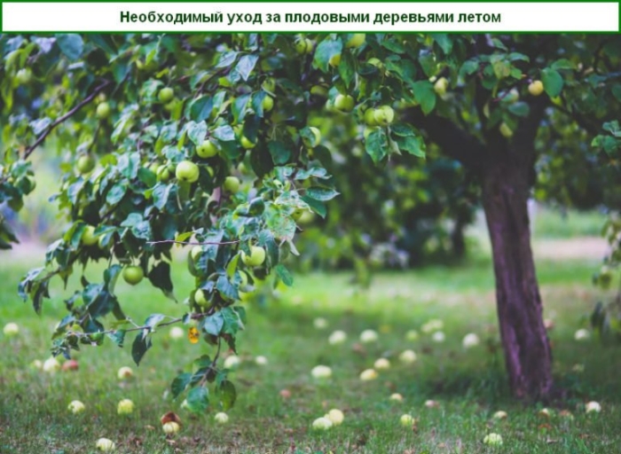 Плодовые деревья