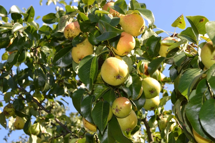 Груша лада чижовская