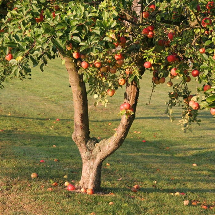 Дерево яблоня
