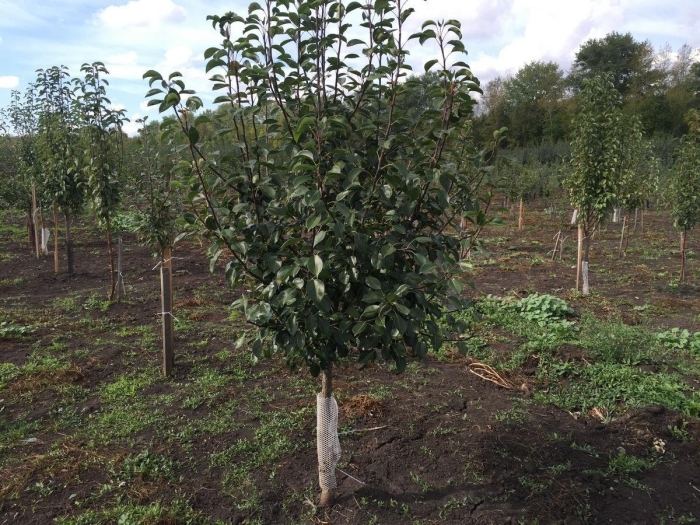 Саженцы крупномеры плодовые деревья