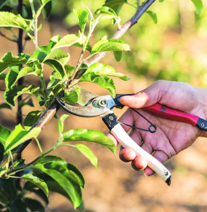 Санитарная обрезка деревьев