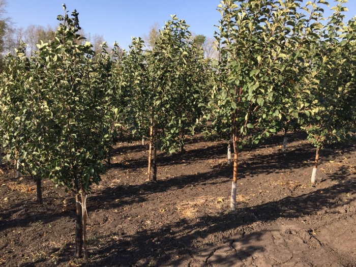 Питомник плодово-ягодных деревьев мичурина