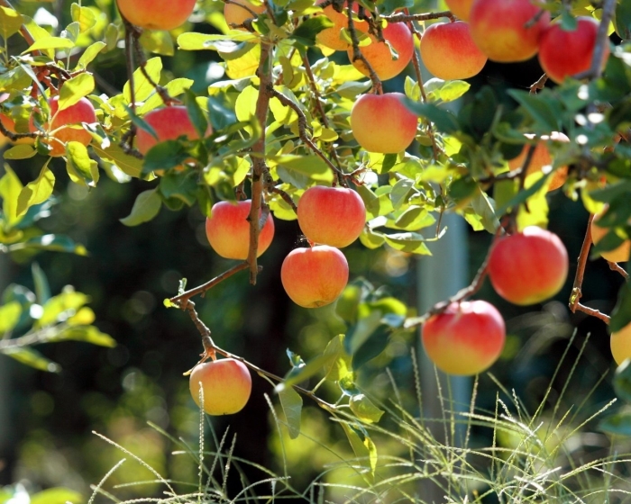 Яблоня с плодами
