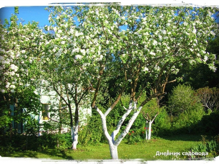 Яблоня белый налив дерево