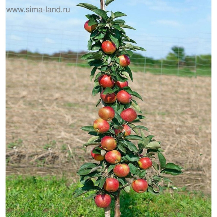 Яблоня колоновидная останкино