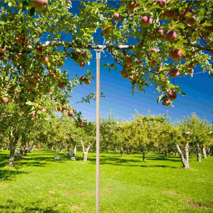 Пляхо яблоневый сад