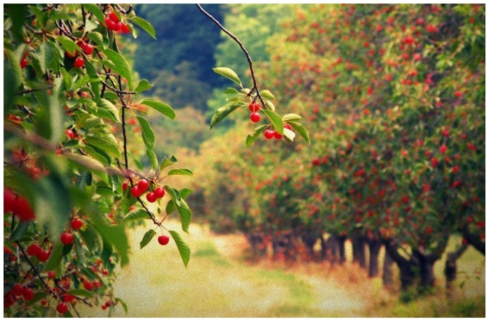 Вишня на дереве