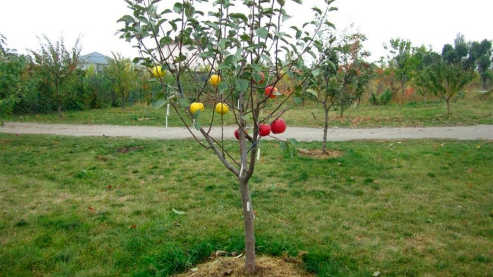 Яблоня мельба дерево