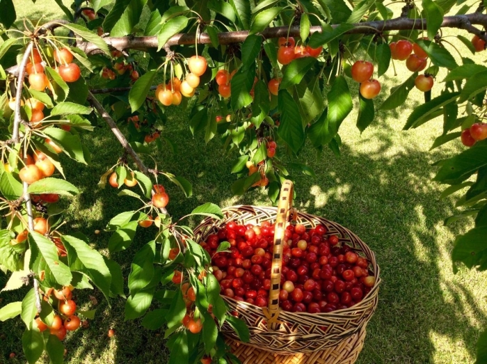 Черешневые сады в мелитополе