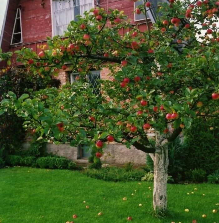 Коричное яблоня дерево