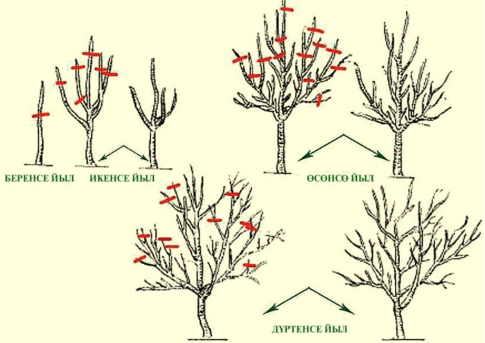 Обрезка плодовых деревьев