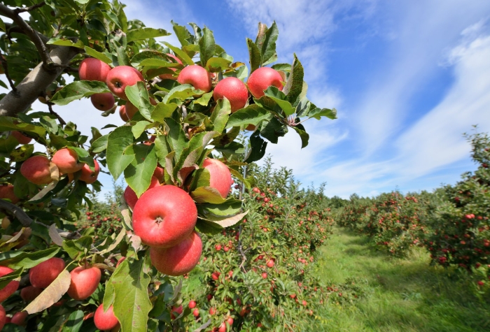 Яблоня апорт