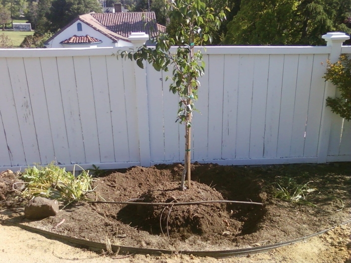 Груша чижовская посадка