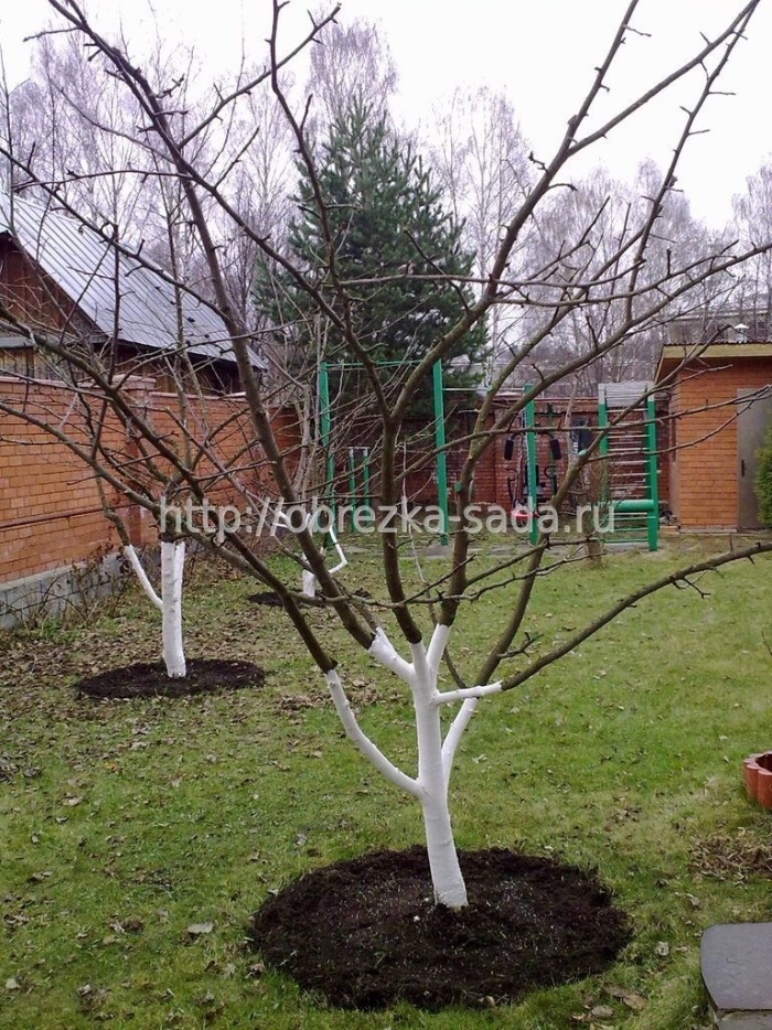 Крона яблонь формировка