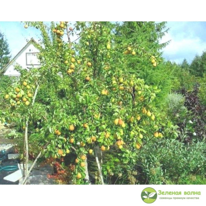 Груша велеса