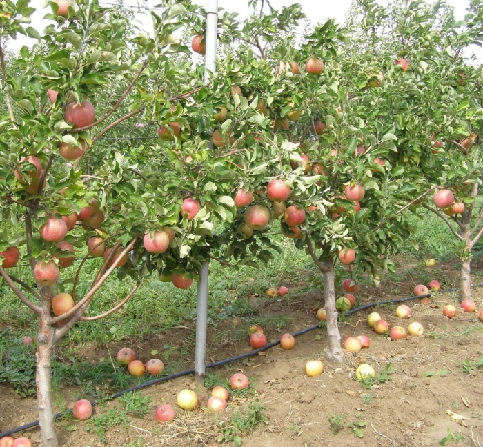 Полукарликовые подвой яблони